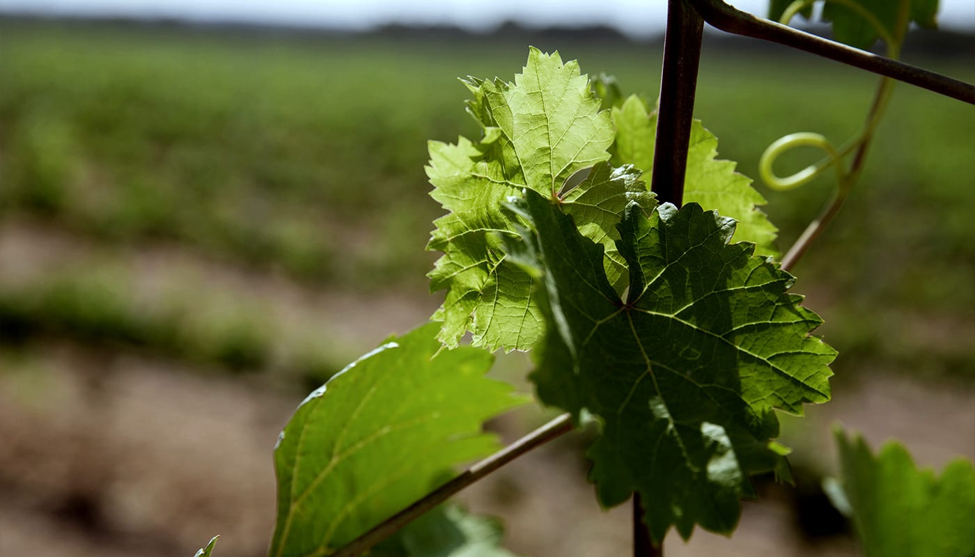 BODEGAS VI REI